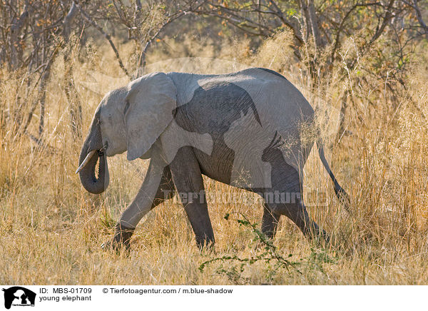 young elephant / MBS-01709