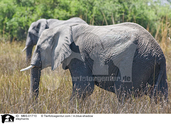 elephants / MBS-01710