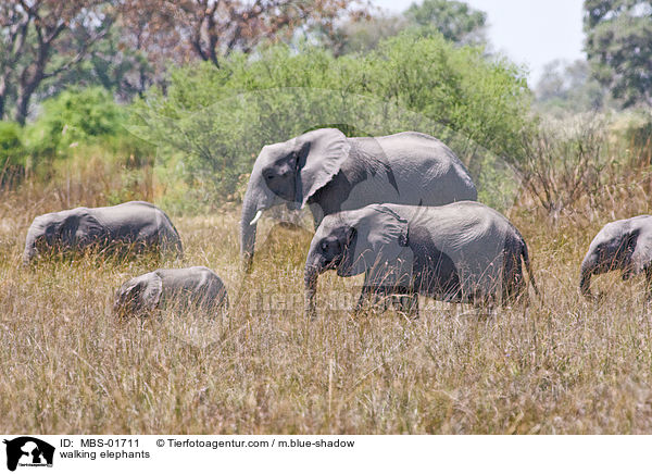 walking elephants / MBS-01711