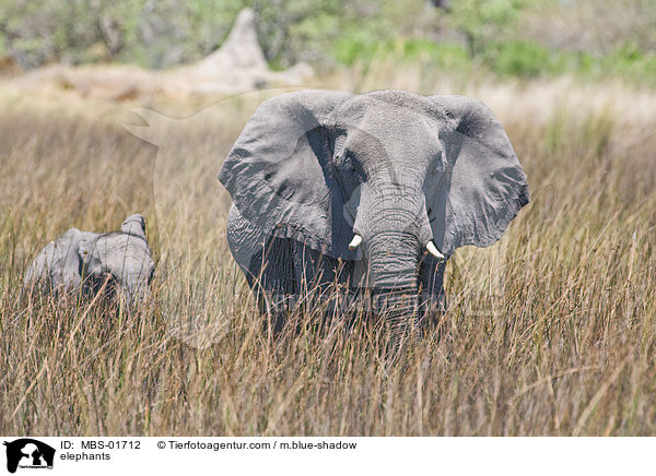 elephants / MBS-01712