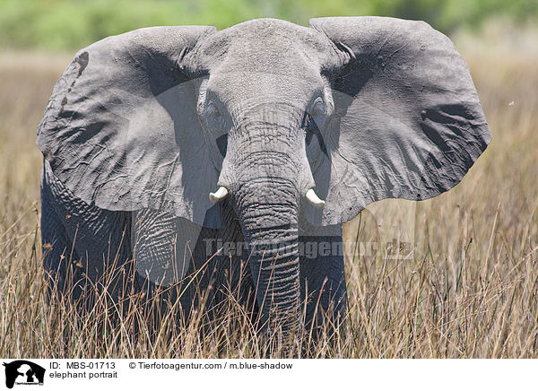 elephant portrait / MBS-01713