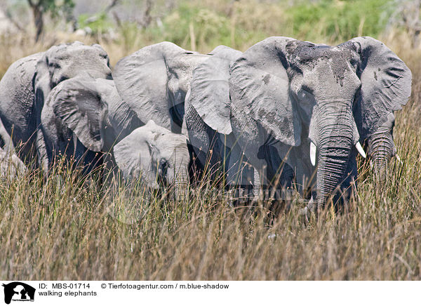 walking elephants / MBS-01714
