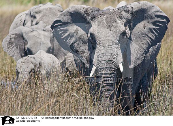walking elephants / MBS-01715