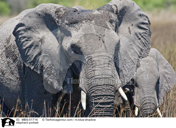 elephant portrait / MBS-01716