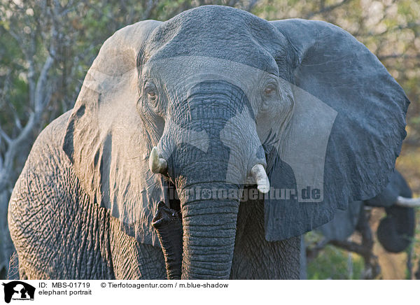 elephant portrait / MBS-01719