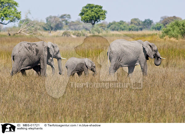 walking elephants / MBS-01721