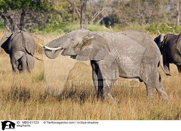 elephants / MBS-01723