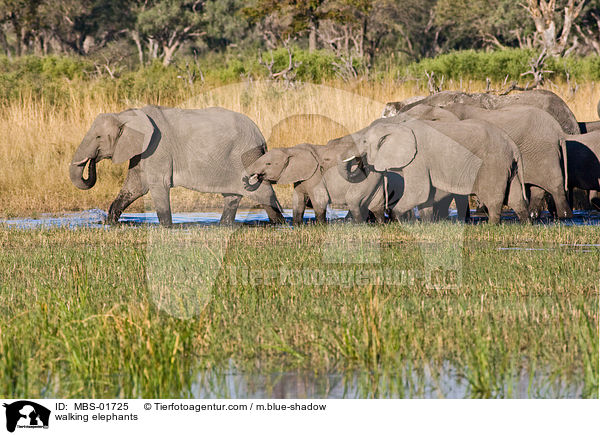 walking elephants / MBS-01725