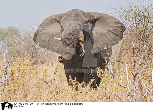 elephant / MBS-01729