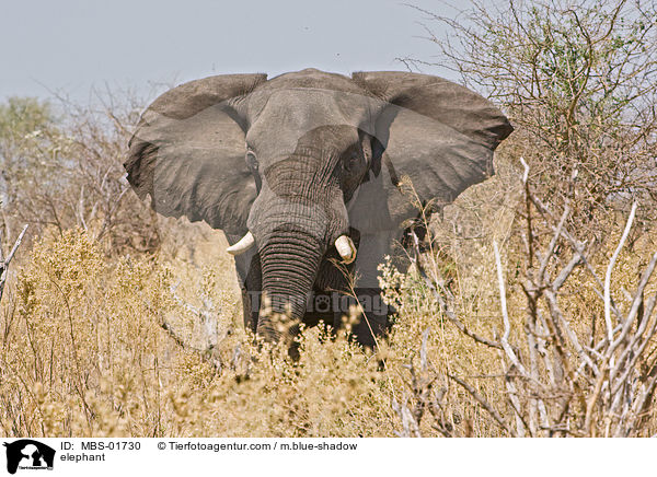 elephant / MBS-01730