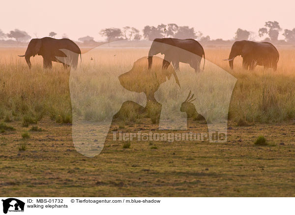 walking elephants / MBS-01732