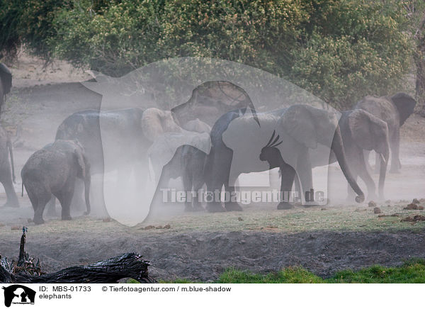 elephants / MBS-01733