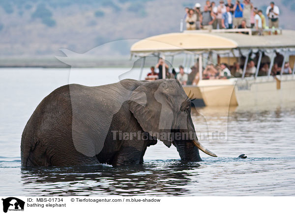 badender Elefant / bathing elephant / MBS-01734