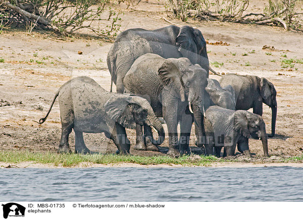 elephants / MBS-01735
