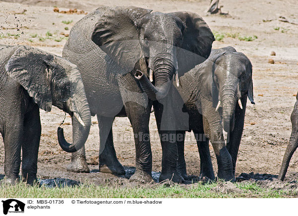 elephants / MBS-01736