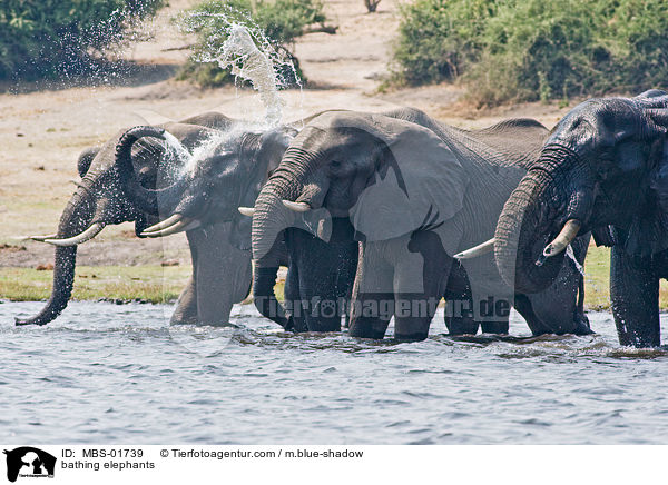 bathing elephants / MBS-01739