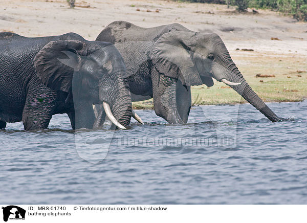 bathing elephants / MBS-01740