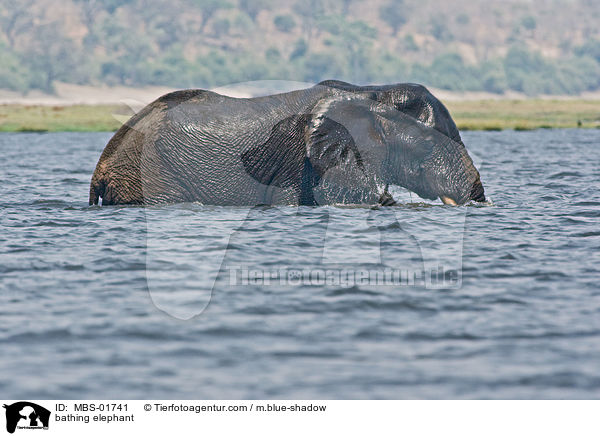 bathing elephant / MBS-01741