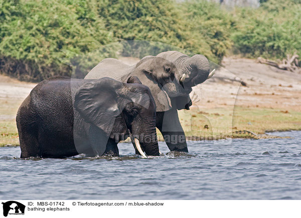 bathing elephants / MBS-01742