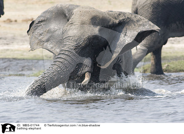 bathing elephant / MBS-01744