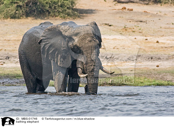 bathing elephant / MBS-01746