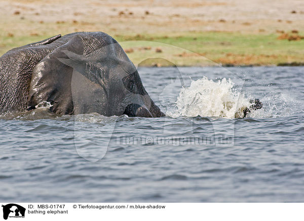 bathing elephant / MBS-01747