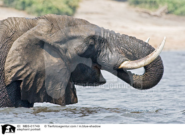 elephant portrait / MBS-01749