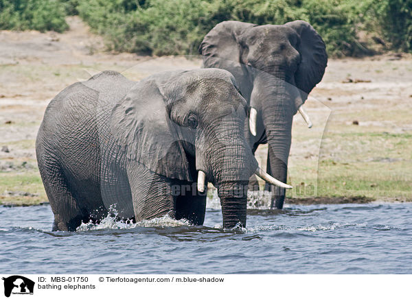bathing elephants / MBS-01750