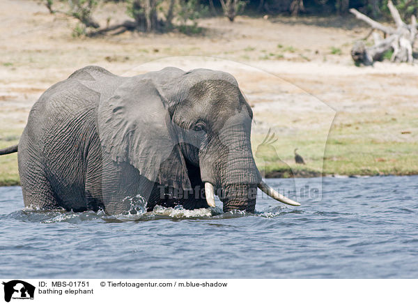 bathing elephant / MBS-01751