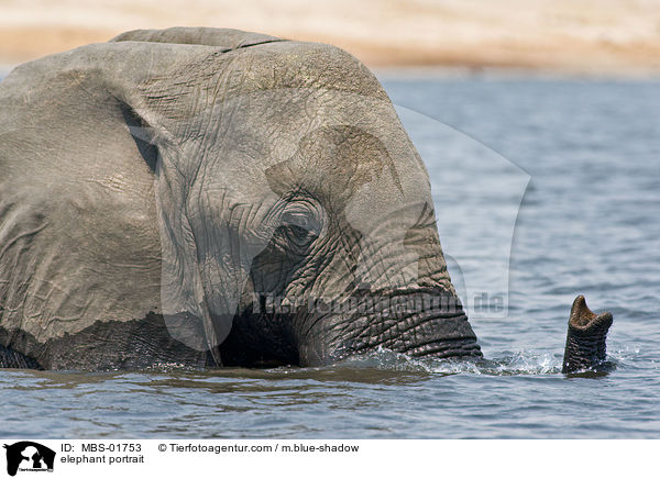 elephant portrait / MBS-01753