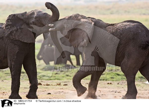 elephants / MBS-01754