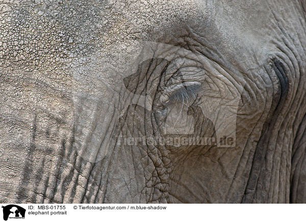 elephant portrait / MBS-01755