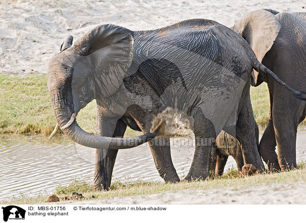 bathing elephant / MBS-01756