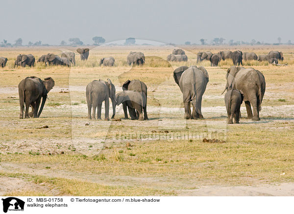 walking elephants / MBS-01758