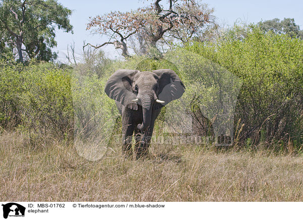elephant / MBS-01762