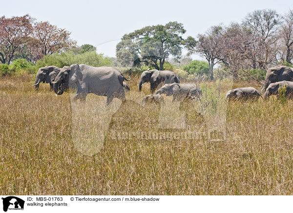 walking elephants / MBS-01763