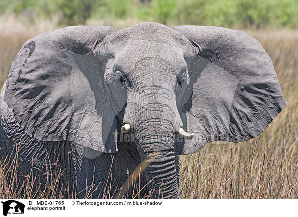 elephant portrait / MBS-01765
