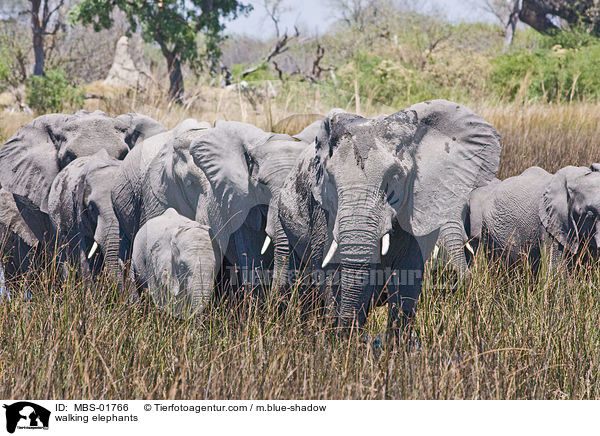 walking elephants / MBS-01766
