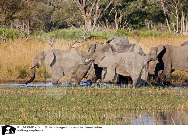 walking elephants / MBS-01769