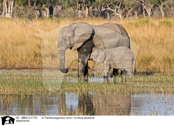 elephants / MBS-01770