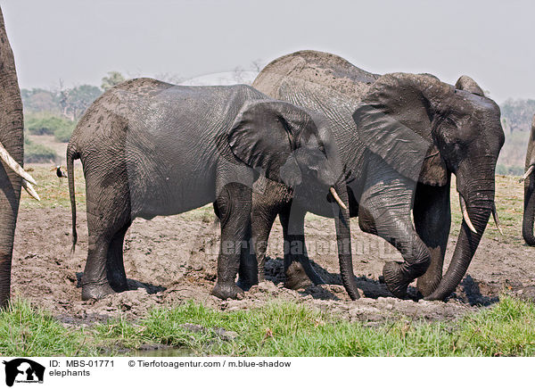 Elefanten / elephants / MBS-01771