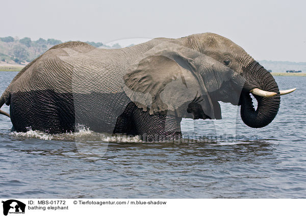 bathing elephant / MBS-01772