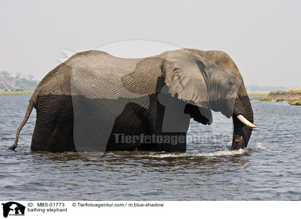 bathing elephant / MBS-01773