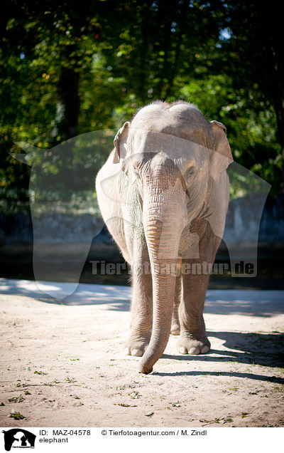 elephant / MAZ-04578