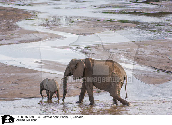 walking Elephant / IG-02138