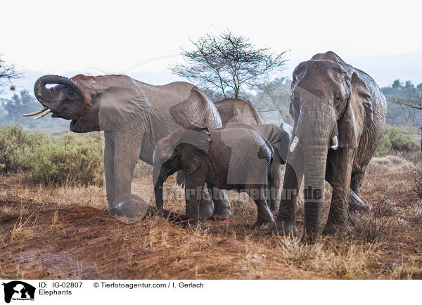 Elephants / IG-02807