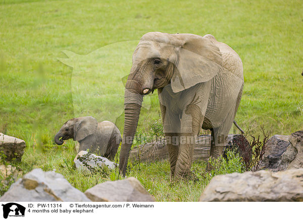 4 Monate alter Baby Elefant / 4 months old baby elephant / PW-11314
