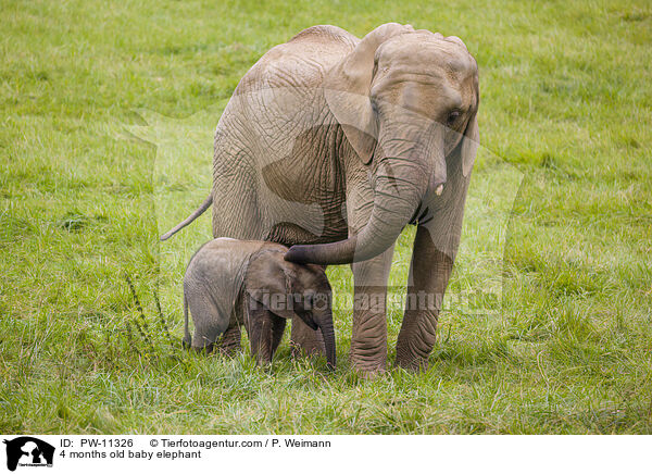4 months old baby elephant / PW-11326
