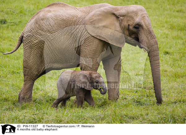 4 Monate alter Baby Elefant / 4 months old baby elephant / PW-11327