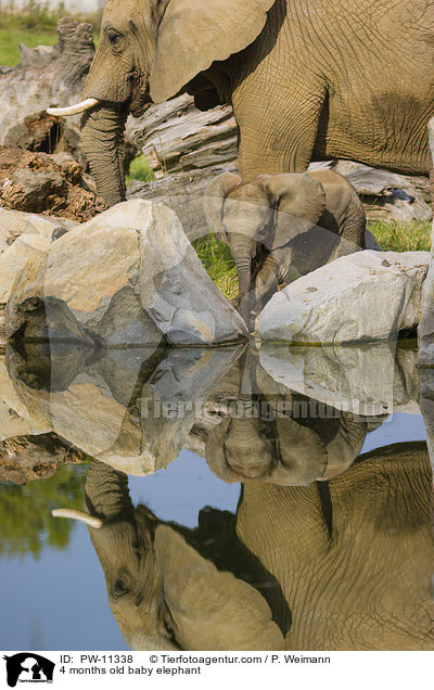 4 Monate alter Baby Elefant / 4 months old baby elephant / PW-11338